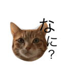 我が家の猫はるくん（個別スタンプ：1）