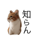 我が家の猫はるくん（個別スタンプ：2）