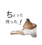我が家の猫はるくん（個別スタンプ：3）