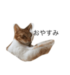 我が家の猫はるくん（個別スタンプ：4）