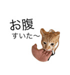 我が家の猫はるくん（個別スタンプ：6）