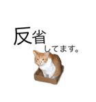 我が家の猫はるくん（個別スタンプ：7）