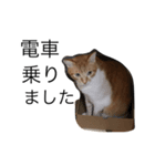 我が家の猫はるくん（個別スタンプ：8）