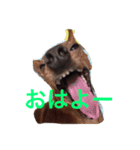 てるぼんさん家のむぎはく。（個別スタンプ：2）