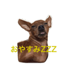 てるぼんさん家のむぎはく。（個別スタンプ：5）