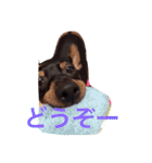 てるぼんさん家のむぎはく。（個別スタンプ：8）