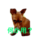 てるぼんさん家のむぎはく。（個別スタンプ：11）