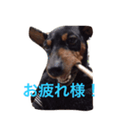 てるぼんさん家のむぎはく。（個別スタンプ：14）