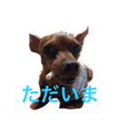 てるぼんさん家のむぎはく。（個別スタンプ：15）