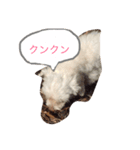 ゴーゴーGochan（個別スタンプ：5）