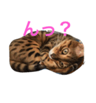 シャビくん（個別スタンプ：2）
