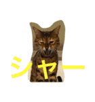 シャビくん（個別スタンプ：3）