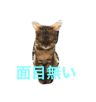 シャビくん（個別スタンプ：5）
