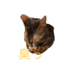 シャビくん（個別スタンプ：7）