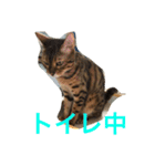 シャビくん（個別スタンプ：8）