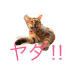 シャビくん（個別スタンプ：12）