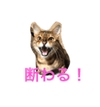 シャビくん（個別スタンプ：14）