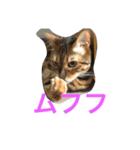 シャビくん（個別スタンプ：15）