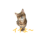 シャビくん（個別スタンプ：16）