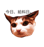 猫 生活（個別スタンプ：3）