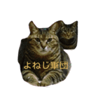 猫 生活（個別スタンプ：4）