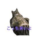 猫 生活（個別スタンプ：8）