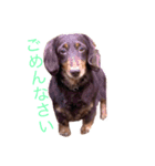 おしゃべりダックス 1（個別スタンプ：2）