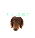 おしゃべりダックス 1（個別スタンプ：4）