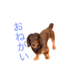 おしゃべりダックス 1（個別スタンプ：5）