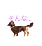 おしゃべりダックス 1（個別スタンプ：7）