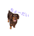 おしゃべりダックス 1（個別スタンプ：8）