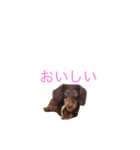 おしゃべりダックス 1（個別スタンプ：9）