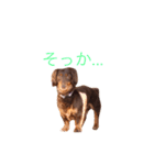 おしゃべりダックス 1（個別スタンプ：11）