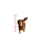 おしゃべりダックス 1（個別スタンプ：12）