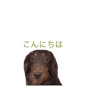 おしゃべりダックス 1（個別スタンプ：16）