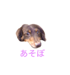 おしゃべりダックス 1（個別スタンプ：17）