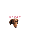 おしゃべりダックス 1（個別スタンプ：24）