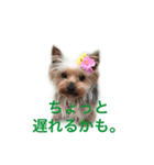 セーちゃん＆ティンク（個別スタンプ：3）