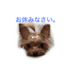 セーちゃん＆ティンク（個別スタンプ：7）