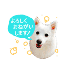 サクラとコメ（個別スタンプ：1）