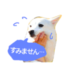 サクラとコメ（個別スタンプ：3）