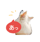 サクラとコメ（個別スタンプ：5）