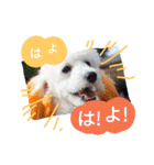 サクラとコメ（個別スタンプ：7）