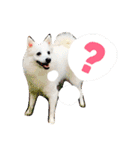 サクラとコメ（個別スタンプ：8）