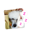 サクラとコメ（個別スタンプ：10）