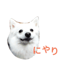 サクラとコメ（個別スタンプ：11）