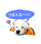 サクラとコメ（個別スタンプ：12）