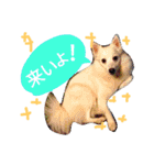 サクラとコメ（個別スタンプ：13）