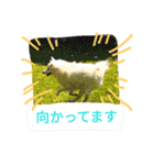 サクラとコメ（個別スタンプ：15）