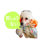 サクラとコメ（個別スタンプ：19）